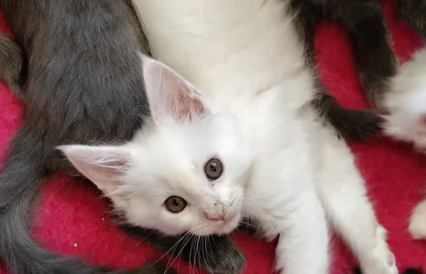 Kotka biała Maine coon Omega słysząca 2