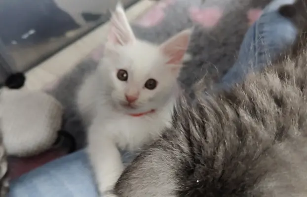 Kotka biała Maine coon Omega słysząca 3