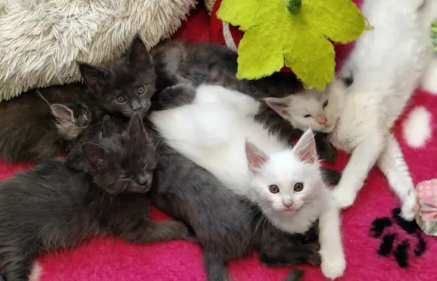 Kotka biała Maine coon Omega słysząca 4