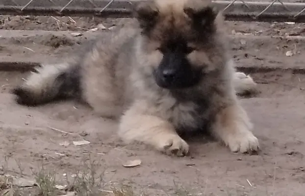 Eurasier - dostepne szczenięta 3