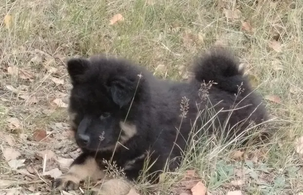 Eurasier - dostepne szczenięta 4
