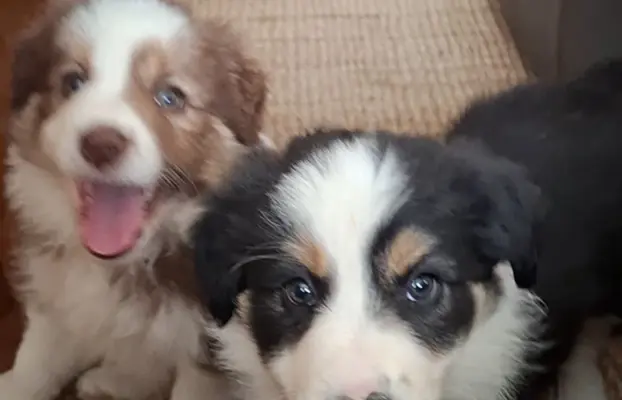 Szczenię rasy border collie 2