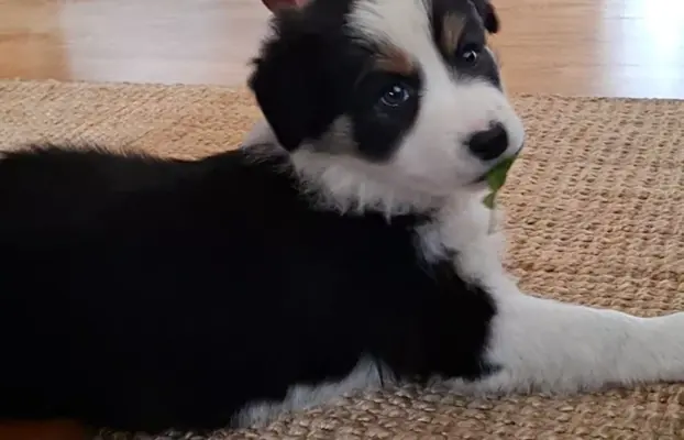 Szczenię rasy border collie 3