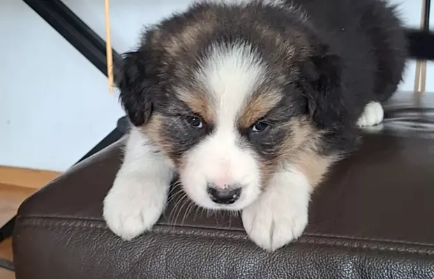 Szczenię rasy border collie 5