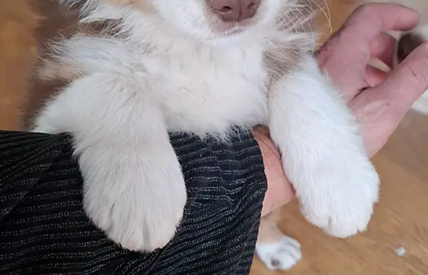 Szczenię rasy border collie 1