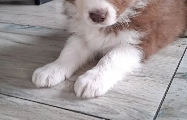Szczenię rasy border collie 4