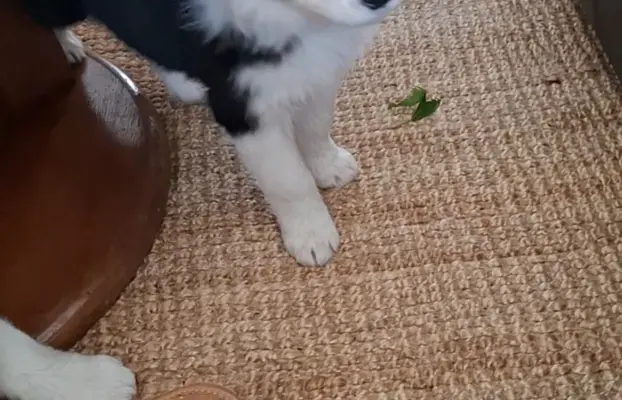 Szczenię rasy border collie 6