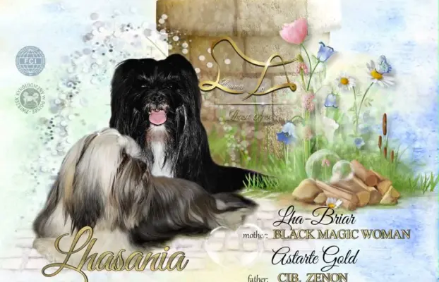 Cudne psy tybetańskie - Lhasa Apso 1