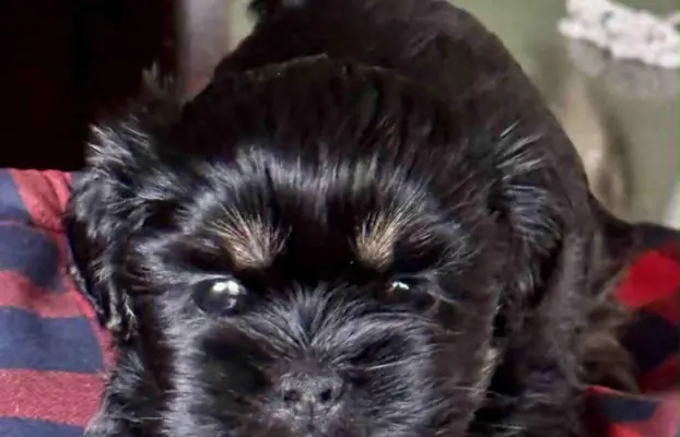 Cudne psy tybetańskie - Lhasa Apso 2