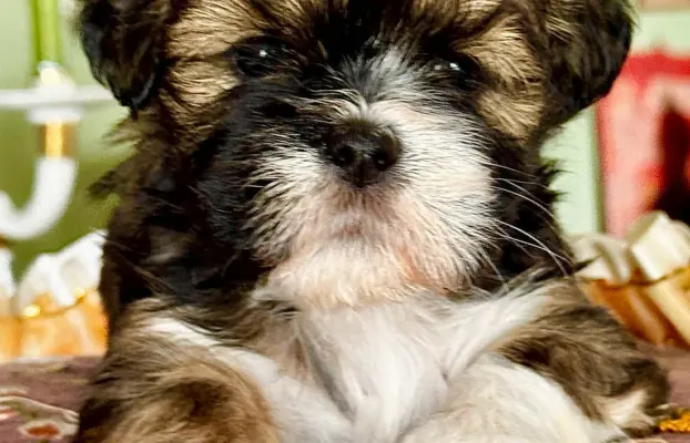 Cudne psy tybetańskie - Lhasa Apso 4