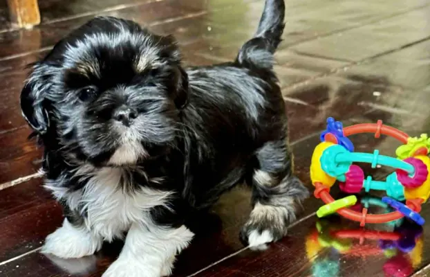 Cudne psy tybetańskie - Lhasa Apso 5