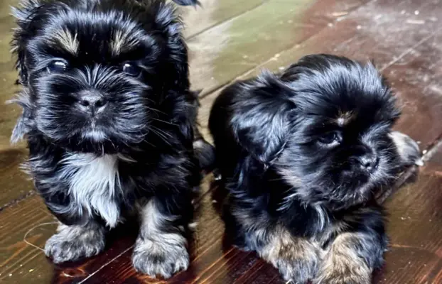 Cudne psy tybetańskie - Lhasa Apso 6