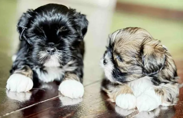 Cudne psy tybetańskie - Lhasa Apso 7