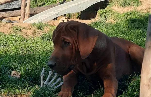 Serce i siła Afryki - Szczeniak Rhodesian Ridgeback ZKwP/FCI 5
