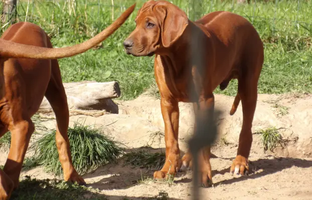 Serce i siła Afryki - Szczeniak Rhodesian Ridgeback ZKwP/FCI 6