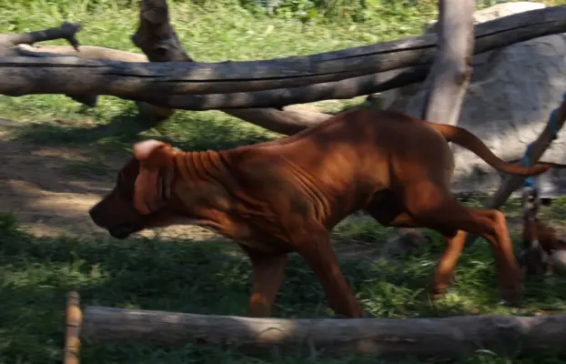 Serce i siła Afryki - Szczeniak Rhodesian Ridgeback ZKwP/FCI 7