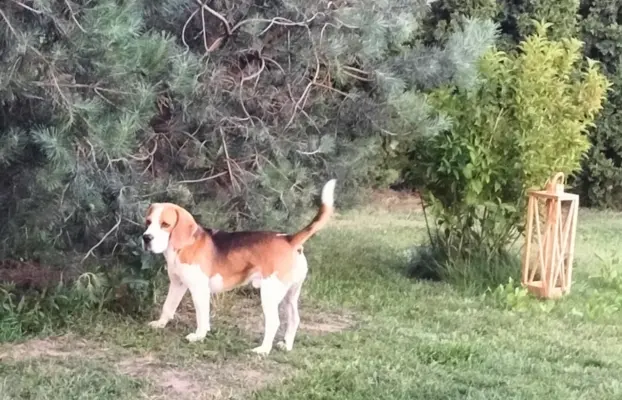 Cudowne sunie rasy Beagle gotowe do zmiany domku 1