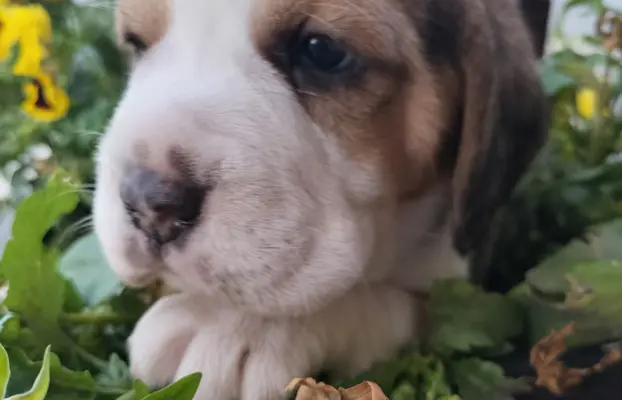 Cudowne sunie rasy Beagle gotowe do zmiany domku 2