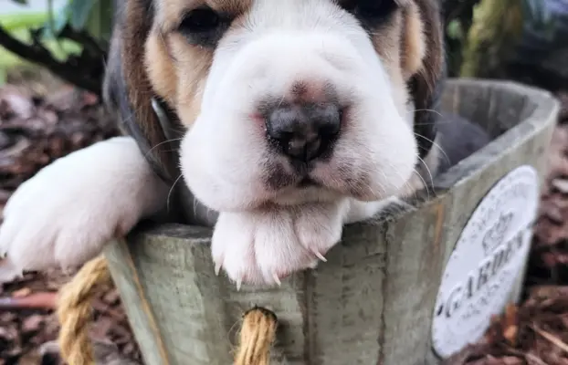 Cudowne sunie rasy Beagle gotowe do zmiany domku 3