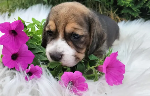 Cudowne sunie rasy Beagle gotowe do zmiany domku 4