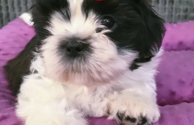 Cudowne szczenięta Shih tzu gotowe do zmiany domu 3