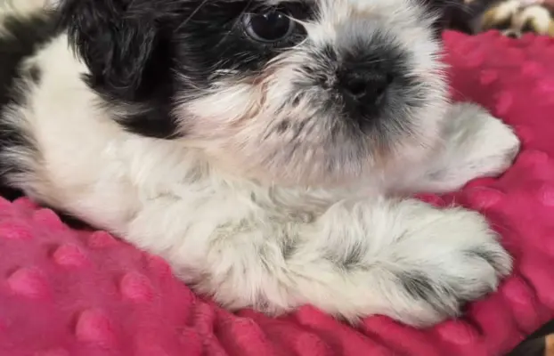 Cudowne szczenięta Shih tzu gotowe do zmiany domu 4