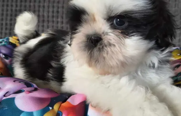 Cudowne szczenięta Shih tzu gotowe do zmiany domu 5