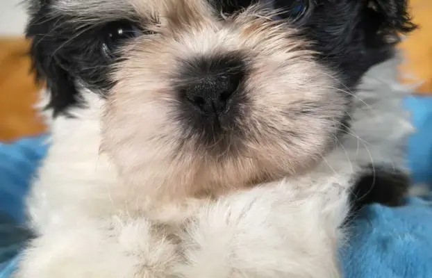 Cudowne szczenięta Shih tzu gotowe do zmiany domu 6