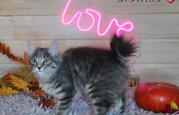 Kot bez ogona Kurylski Bobtail 2
