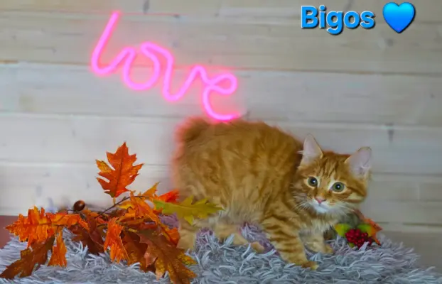 Kot bez ogona Kurylski Bobtail 4