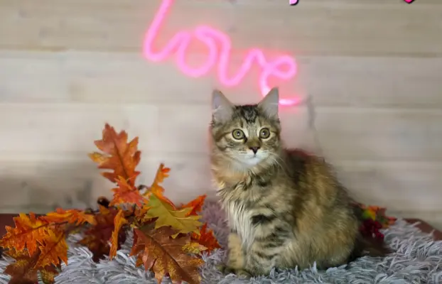 Kot bez ogona Kurylski Bobtail 3