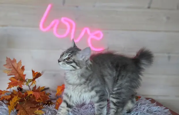 Kot bez ogona Kurylski Bobtail 1