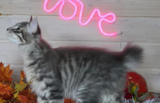 Kot bez ogona Kurylski Bobtail 5