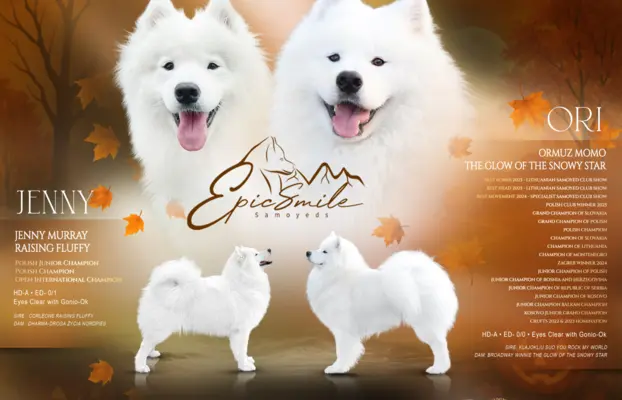 Samoyed Zapowiedź miotu Listopad 2026 Epic Smile FCI 1