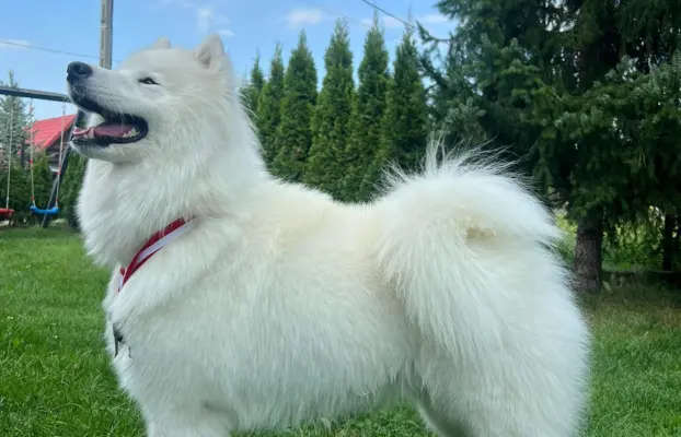 Samoyed Zapowiedź miotu Listopad 2026 Epic Smile FCI 2