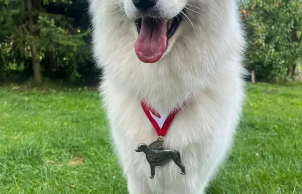 Samoyed Zapowiedź miotu Listopad 2026 Epic Smile FCI 3