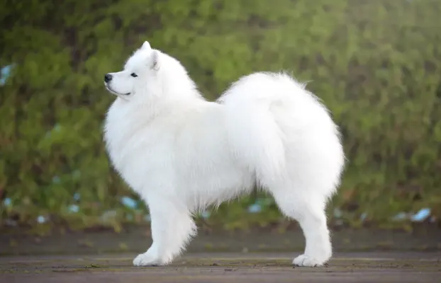 Samoyed Zapowiedź miotu Listopad 2026 Epic Smile FCI 4