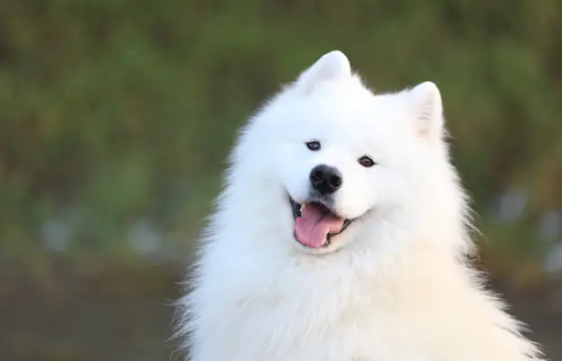 Samoyed Zapowiedź miotu Listopad 2026 Epic Smile FCI 5