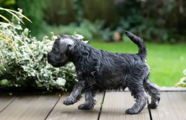 Sznaucer Miniaturowy Pieprz i Sol.ZKwP 6