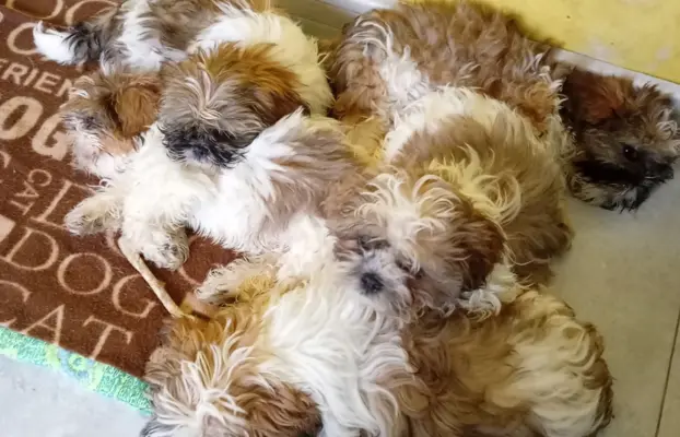 Shiz tzu 1
