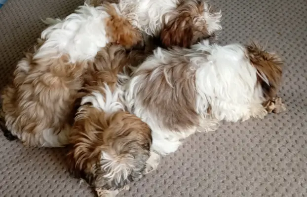 Shiz tzu 2