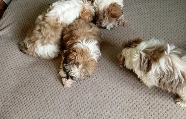 Shiz tzu 3