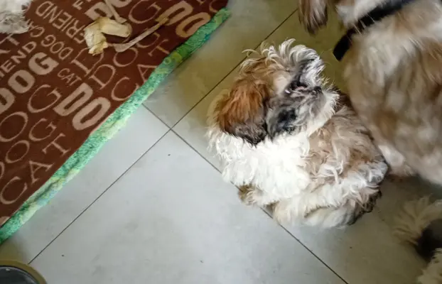 Shiz tzu 4