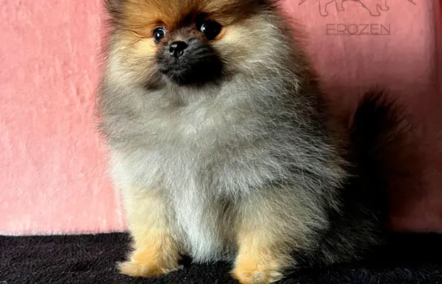 Szpic Miniaturowy, Pomeranian - suczki 1