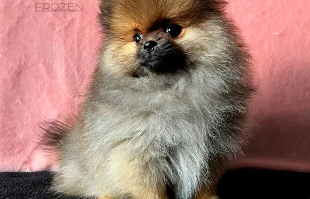 Szpic Miniaturowy, Pomeranian - suczki 2