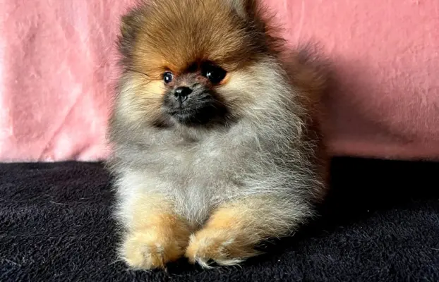 Szpic Miniaturowy, Pomeranian - suczki 3