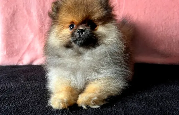 Szpic Miniaturowy, Pomeranian - suczki 4