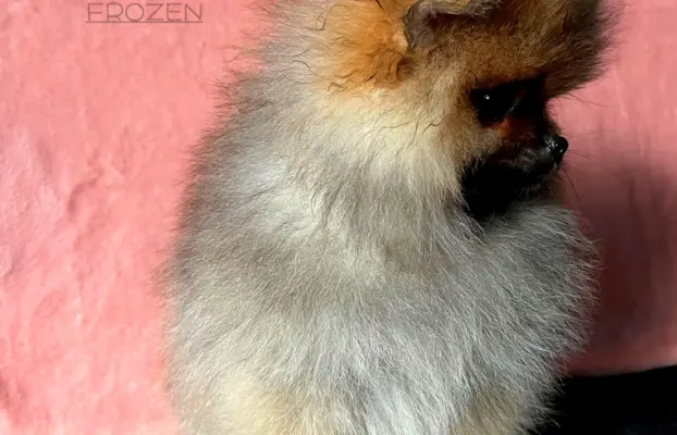 Szpic Miniaturowy, Pomeranian - suczki 5