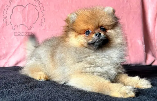 Szpic Miniaturowy, Pomeranian - suczki 6