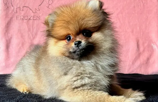 Szpic Miniaturowy, Pomeranian - suczki 7
